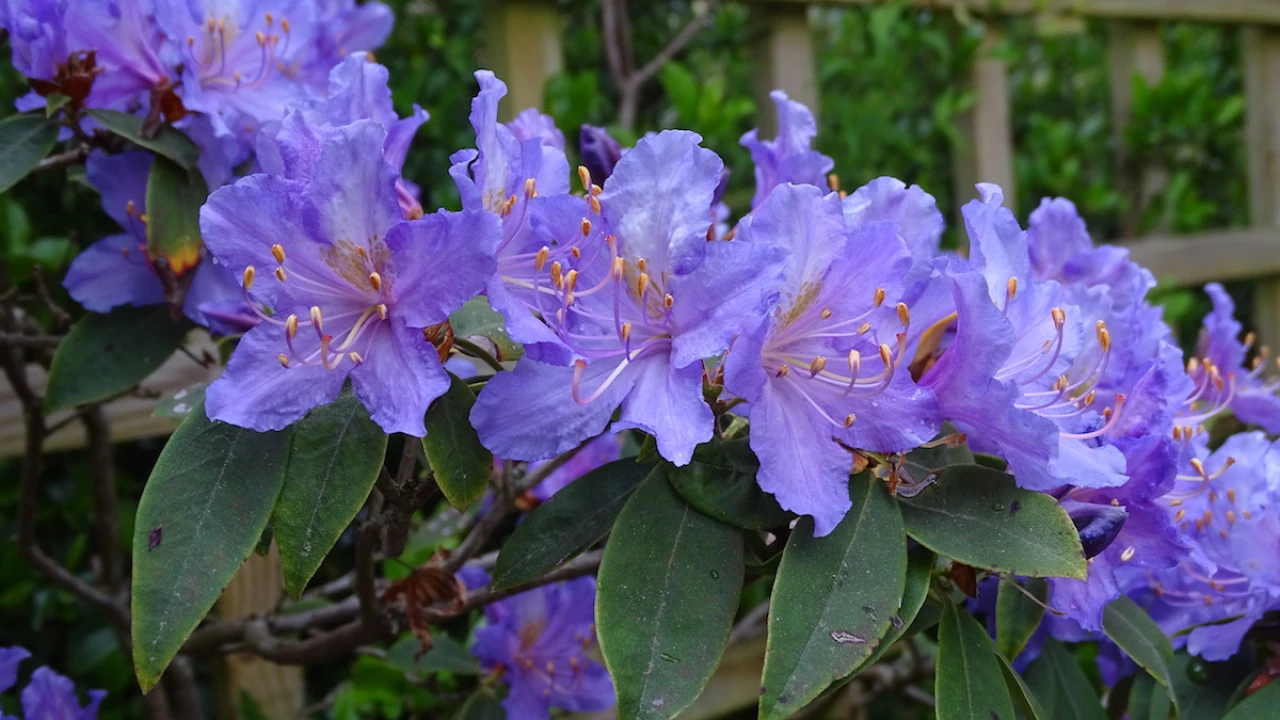 R. augustinii